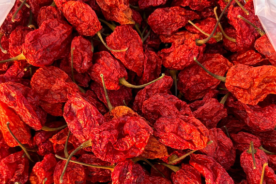 Bhut Jolokia