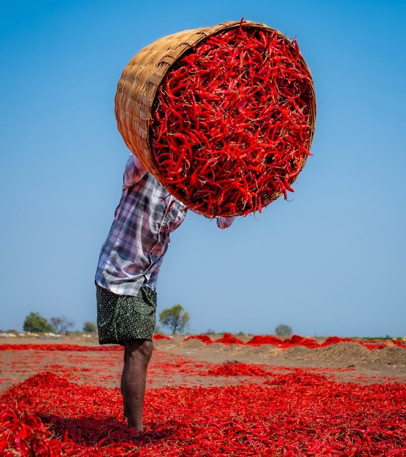 C Indian Spices Exports – Trusted Indian Spice Exporter